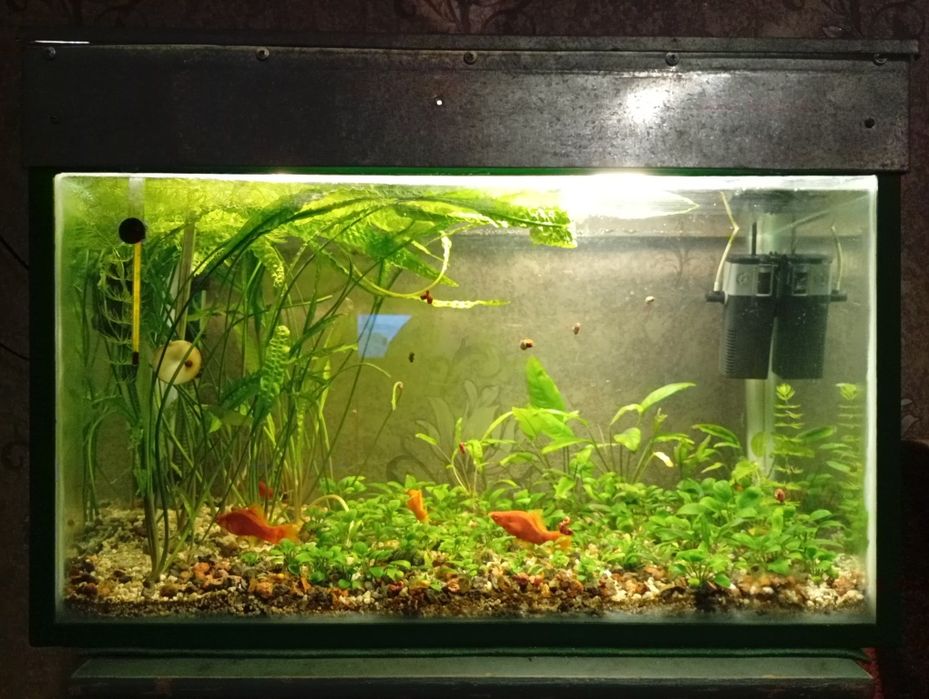 Аквариум с растениями дёшево