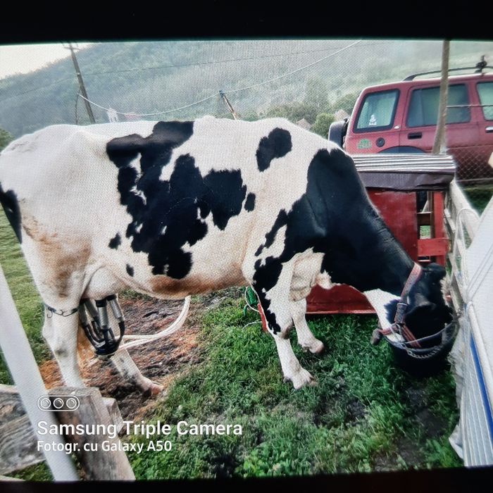 Junincă Holştein cu lapte