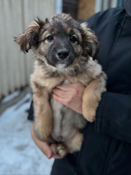 Ухоженные щенки ищут дом