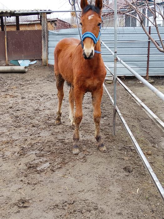 Продам жеребчика