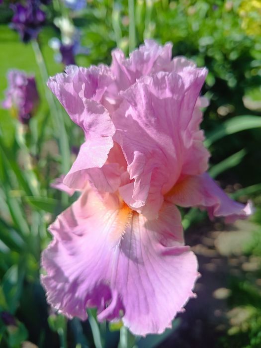 Ирисы бородатые. Разные сорта.