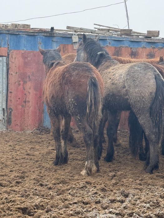 Тай байтал лощадь жылқы ат