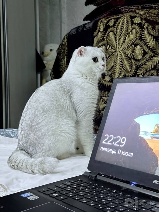 Viyaska seribristaya shinshila erkak