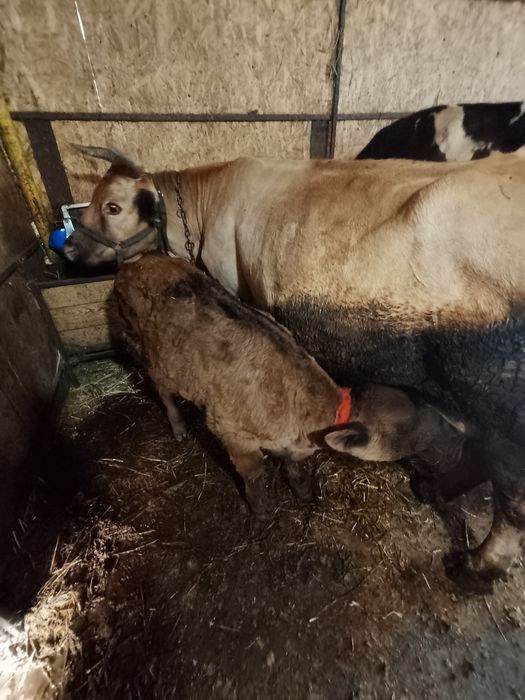 Vind tăuraș in virsta de 2.5 luni