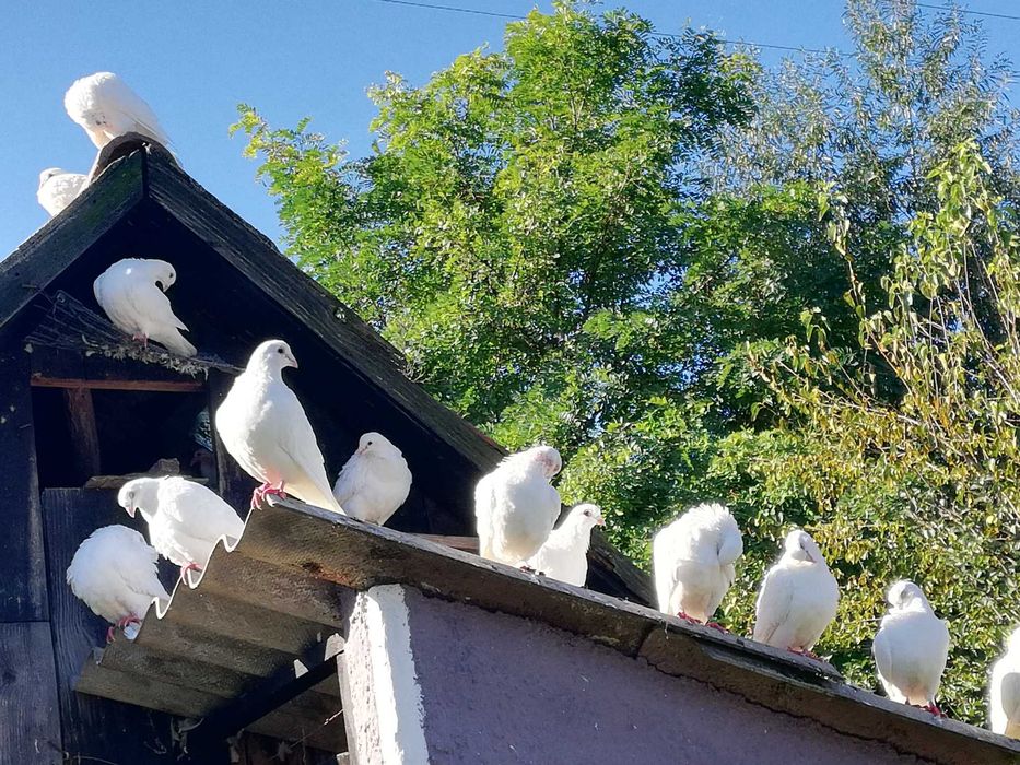 Porumbei albi voiajori