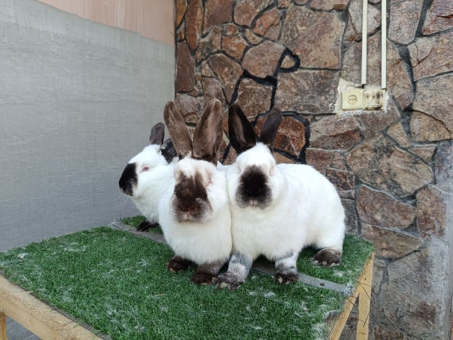 Евро Калифорния куйонлари