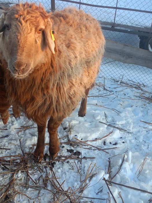 Продам тоқты , тоқты сатылады