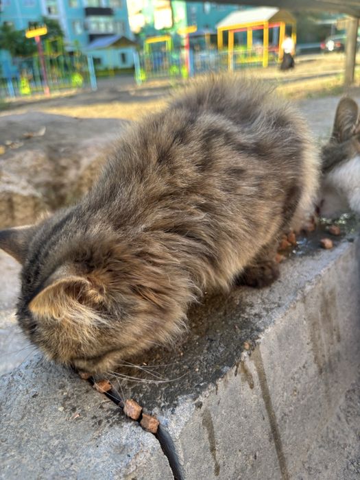Отдам в добрые руки