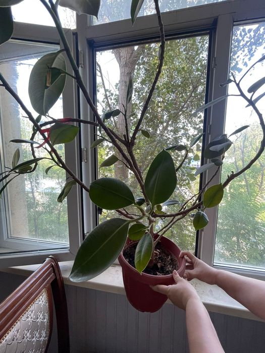 Цветы комнатные продается