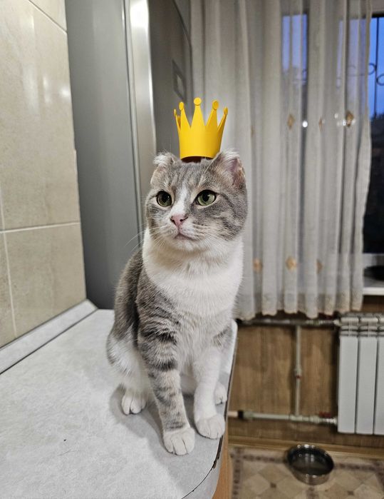 Ищет дом очаровательный котик!