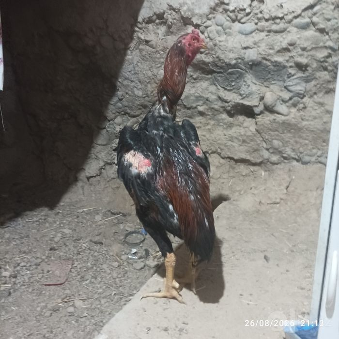 Tule sotiladi zor narsa