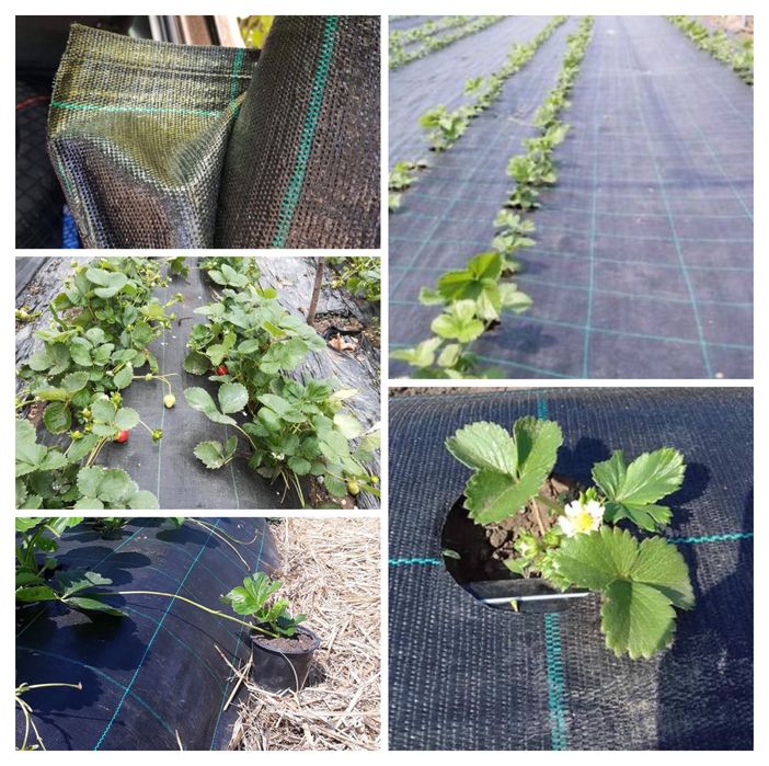 IMPORTAM Folie Mulcire= AGROTEXTIL/AntiBuruieni 5.15x100m; 4.15x100m