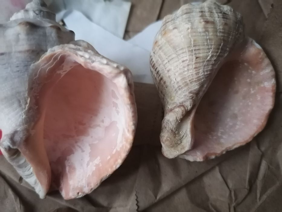 Грунт в аквариум+ 2 ракушки