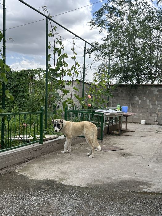 Отдам в хорошие руки