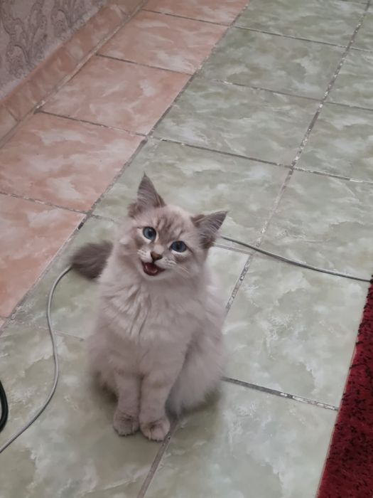 Продам милого котёнка