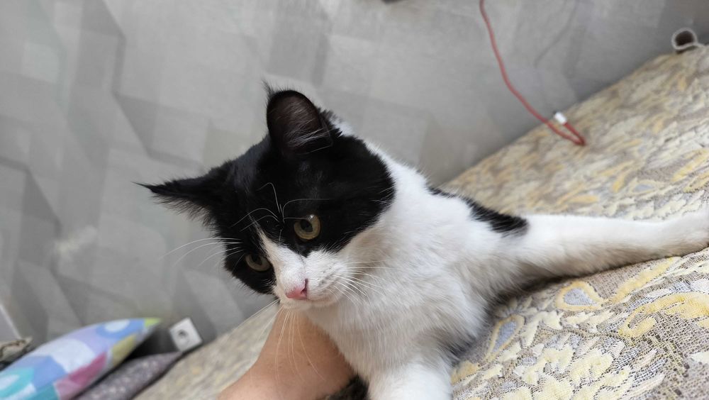 Отдам в хорошие руки