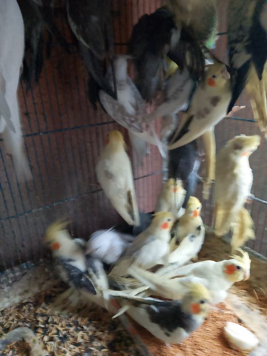 Tineret agapornis și nimfe