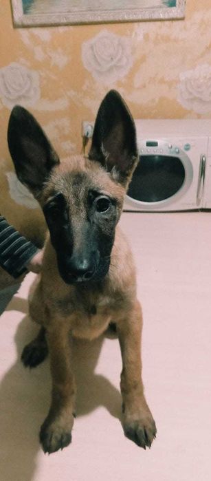 Щенки Бельгийской овчарки(Малинуа)