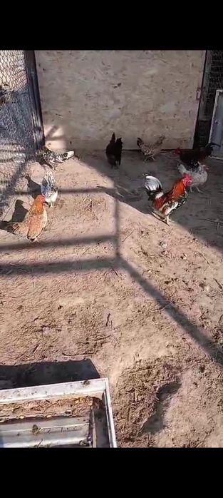 Карликовые куры бентамка