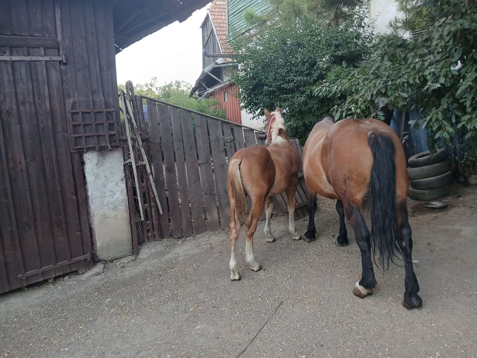 Vând mânz de 5 luni