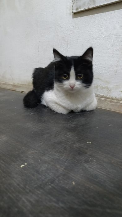 Отдам бесплатно котят