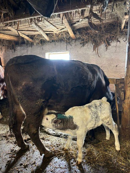 Am  vitei de vanzare