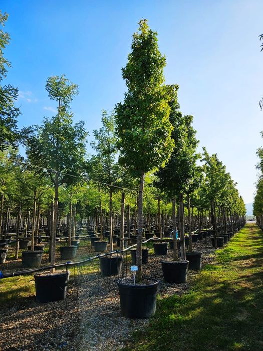 Vând copaci foioși de mai multe dimensiuni