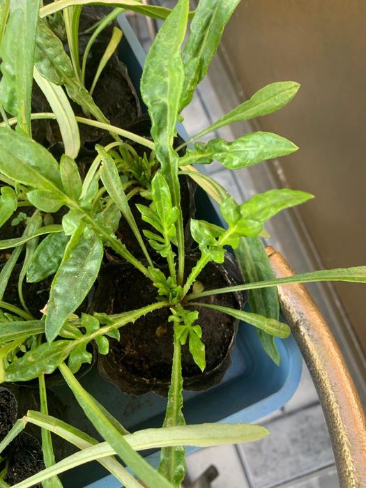 Рассада цветка Газанья