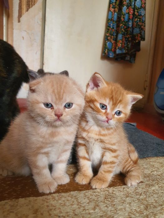 Скотиш фолд и фолд