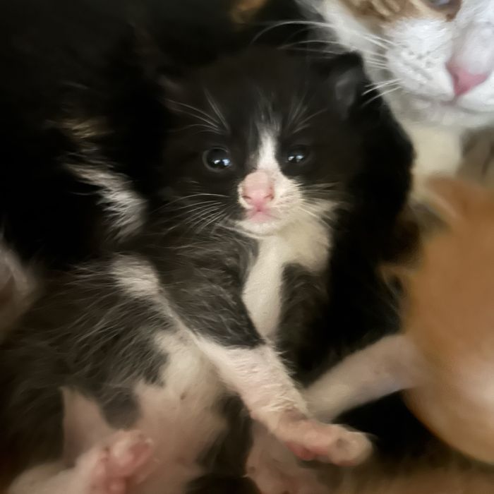 Отдам котят в добрые руки !!!