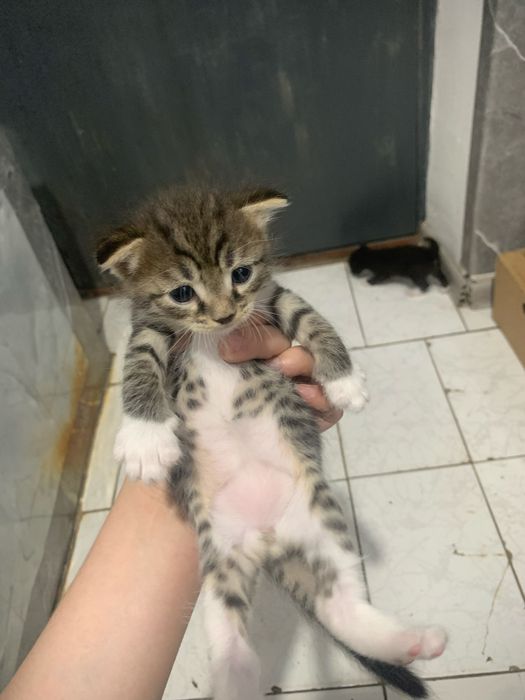 Прадается котенки 1 месяц