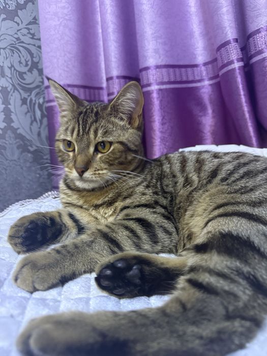 Отдадим кота бенгала смешанный