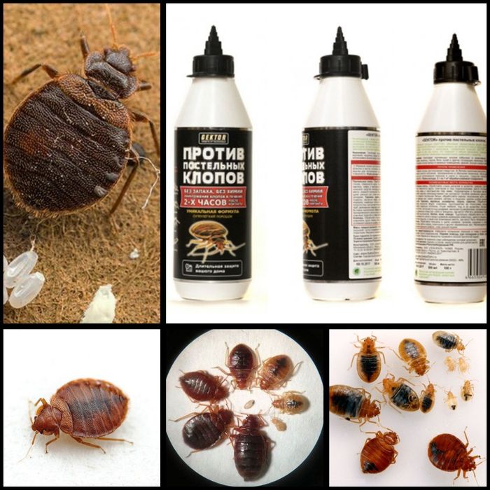 Инсектицидный порошок GEKTOR против постелных клопов