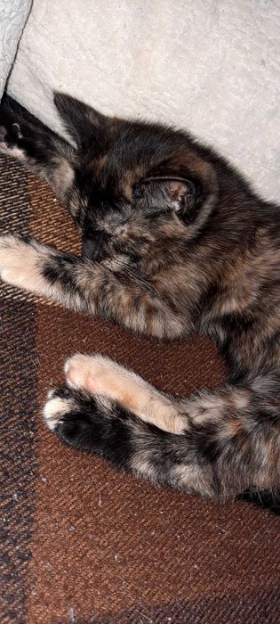 Отдам умных котят