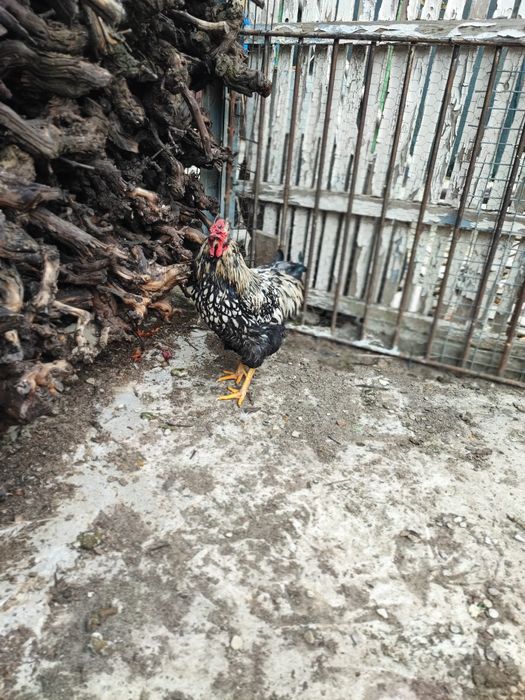 Cocos moțat bărbos metis wyandotte+ puica wyandotte