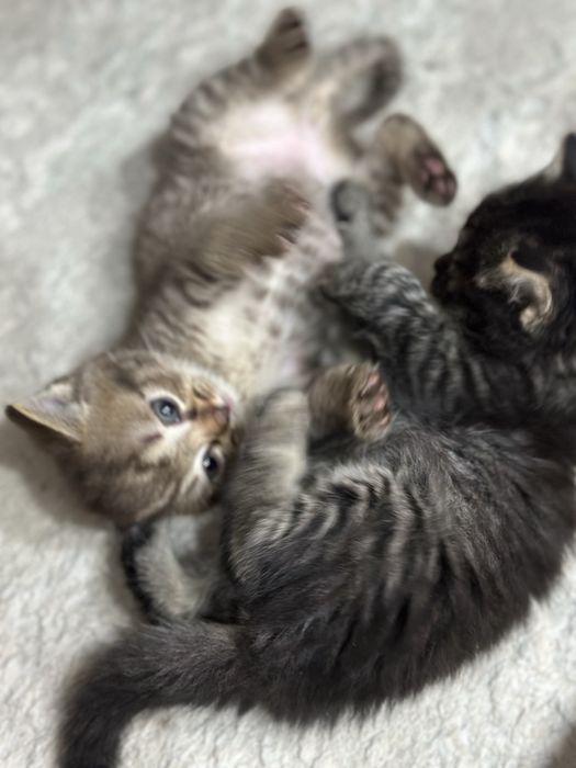 Отдам котят 1.5мес