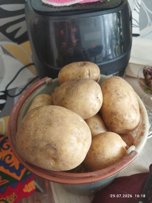Картофель Коломбо дачный
