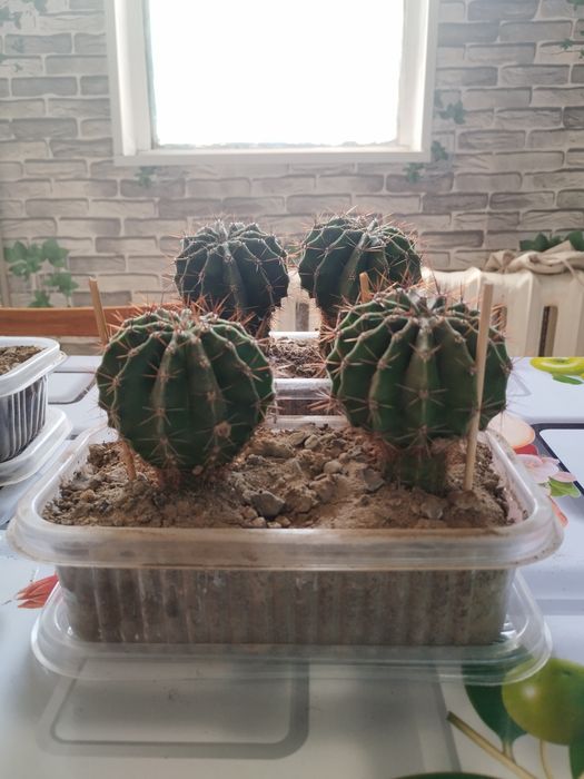 Срочно продам кактусы эхинопсис