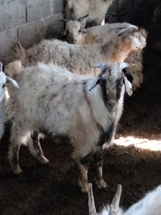 Продам.      козлы