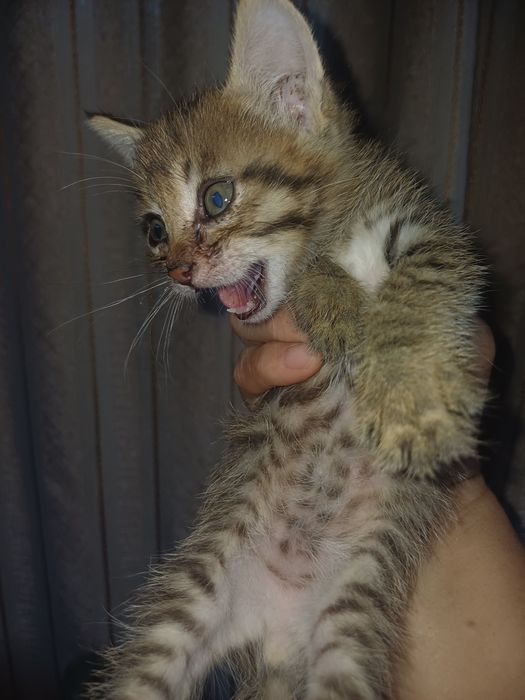 Котята, в хорошие руки