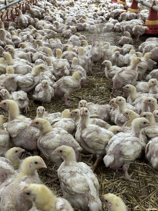 Vand pui de carne ROSS