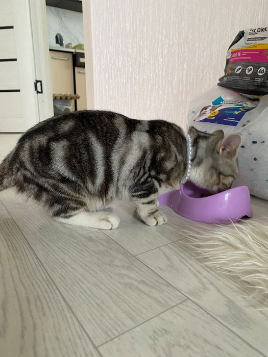 Отдам кошечку в добрые руки