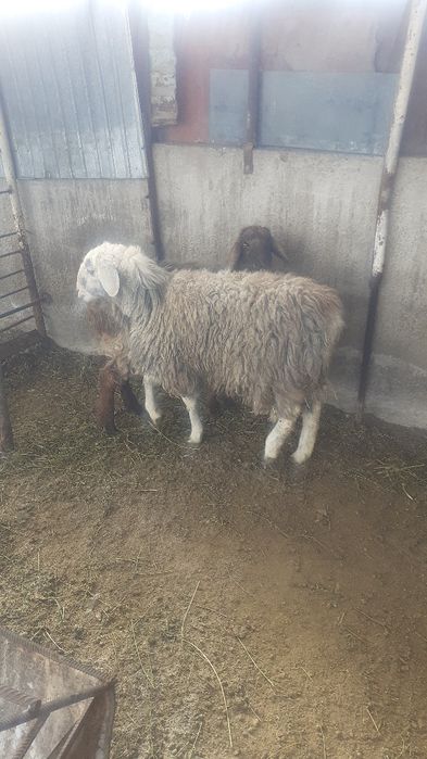 Қой сатылыды семіз тоқты