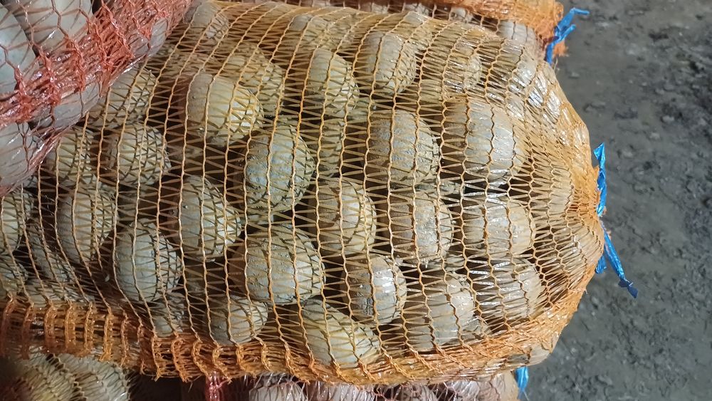 Cartofi de consum și sămânță