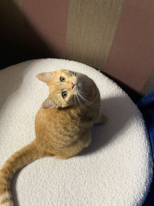 Рыжик (6месяцев) мальчик