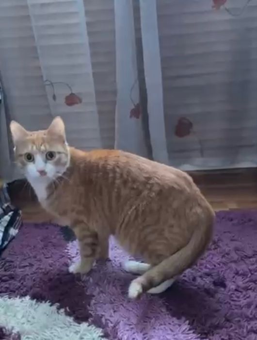 Кошечки ласковые красивые