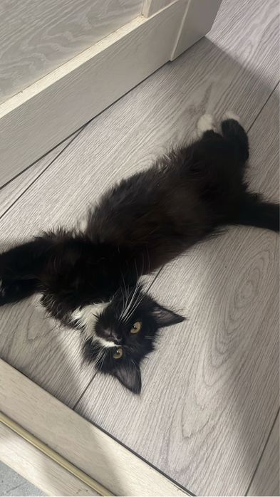 отдам кота в хорошие руки