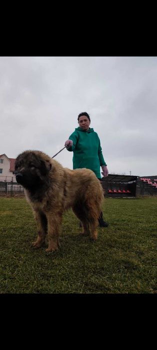 Mascul ciobanesc caucazian