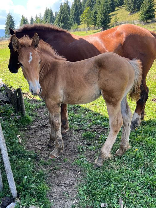 Vând iapă grea cu mânză de 3 luni