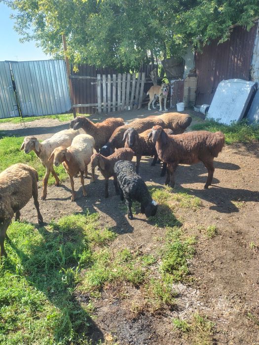 Продам Кошкарчиков и ярочек!!!